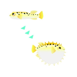 Blackspotted Puffer